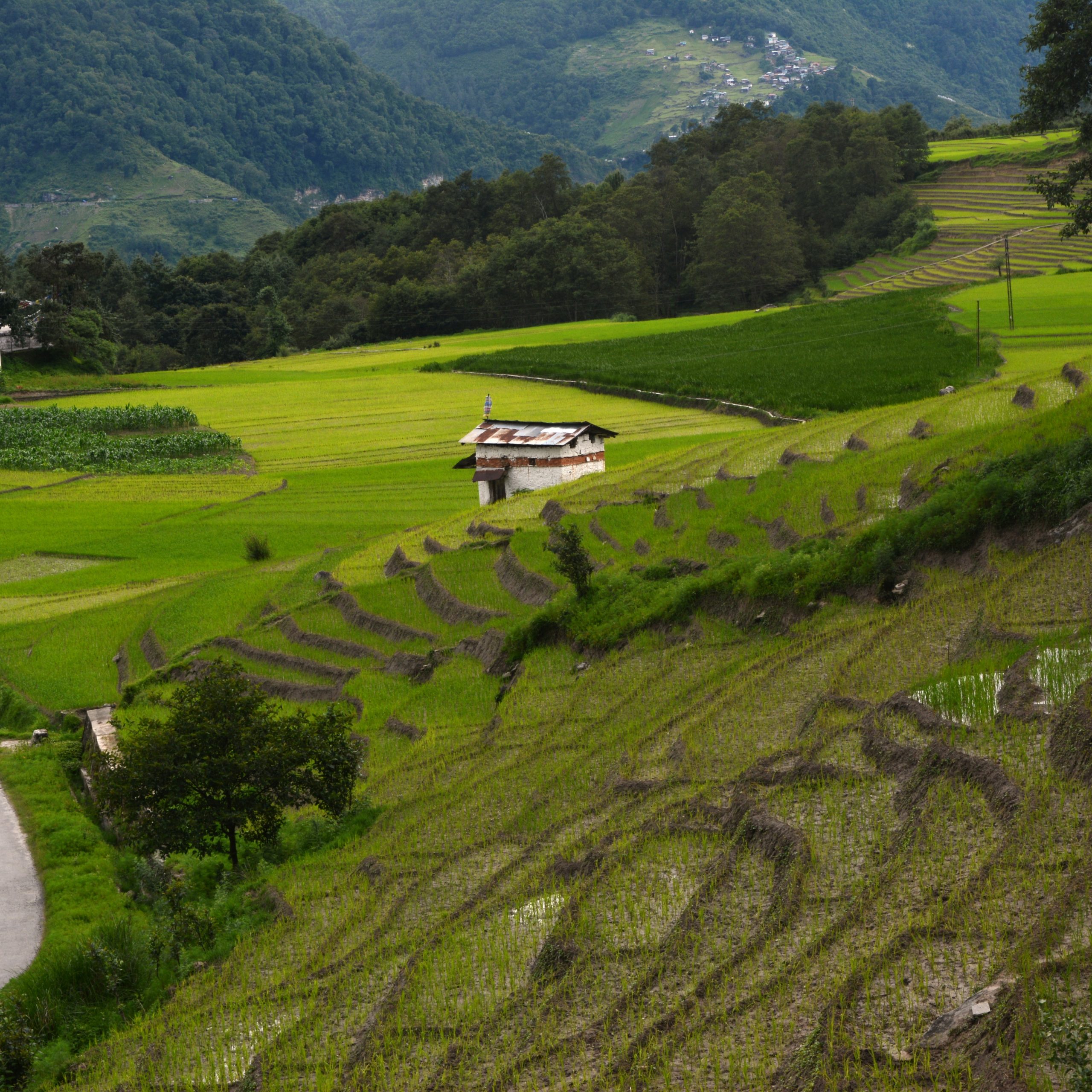 The Complete First-Timer’s Guide to Festival Travel in Northeast India